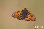 Veenbesparelmoervlinder (Boloria aquilonaris) 