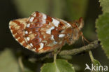 Veenbesparelmoervlinder (Boloria aquilonaris) 