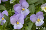 Violet (Viola spec.)