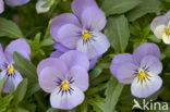 Viooltje (Viola spec.)