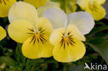 Violet (Viola spec.)