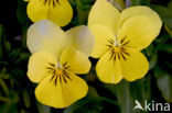 Violet (Viola spec.)
