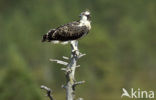 Osprey (Pandion haliaetus)