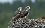 Visarend (Pandion haliaetus)