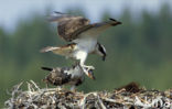 Visarend (Pandion haliaetus)