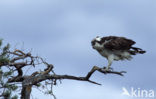 Visarend (Pandion haliaetus)