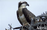 Visarend (Pandion haliaetus)