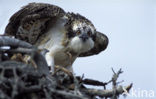 Osprey (Pandion haliaetus)