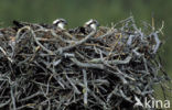 Osprey (Pandion haliaetus)