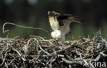 Osprey (Pandion haliaetus)