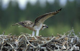 Visarend (Pandion haliaetus)