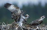 Visarend (Pandion haliaetus)