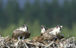 Visarend (Pandion haliaetus)