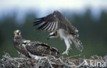 Visarend (Pandion haliaetus)