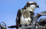 Visarend (Pandion haliaetus)