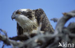 Visarend (Pandion haliaetus)