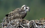 Visarend (Pandion haliaetus)