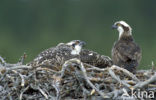 Visarend (Pandion haliaetus)