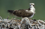 Visarend (Pandion haliaetus)