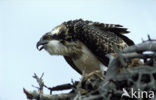 Visarend (Pandion haliaetus)