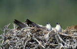 Visarend (Pandion haliaetus)