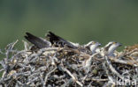 Visarend (Pandion haliaetus)