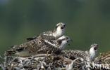 Visarend (Pandion haliaetus)