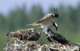 Visarend (Pandion haliaetus)