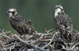 Visarend (Pandion haliaetus)