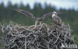 Visarend (Pandion haliaetus)