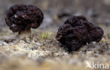 False Morel (Gyromitra esculenta)