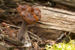 Voorjaarskluifzwam (Gyromitra esculenta) 