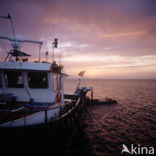 Waddensea