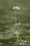 Waterviolet (Hottonia palustris)