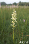 Welriekende nachtorchis (Platanthera bifolia) 