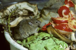 House Mouse (Mus domesticus)