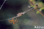 Wielspin spec. (Aranaeidae spec.)