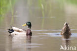 Wilde Eend (Anas platyrhynchos)