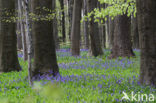 Bluebell (Scilla non-scripta)