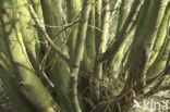 Wilg (Salix)