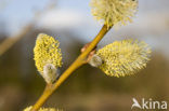 Willow (Salix)