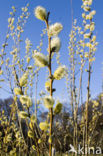 Willow (Salix)