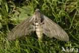 Convulvulus Hawk-moth (Agrius convolvuli)