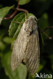 Convulvulus Hawk-moth (Agrius convolvuli)