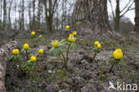 Winter Aconite (Eranthis hyemalis)