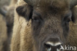 Wisent (Bison bonasus) 