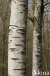 Witte abeel (Populus alba)