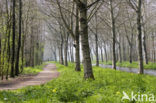 Witte abeel (Populus alba)