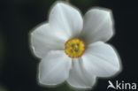 Witte narcis