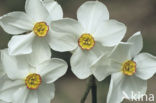 Witte narcis